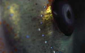 'Studies of an Alien Skin' by Andreas Greiner & Tyler Friedman forms part of the Sound Systems