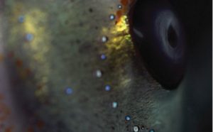 'Studies of an Alien Skin' by Andreas Greiner & Tyler Friedman forms part of the Sound Systems