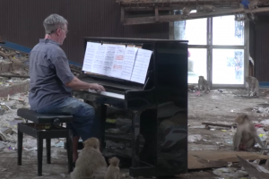 Picture of Paul Barton playing piano music for monkeys
