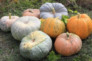 Picture of pumpkins