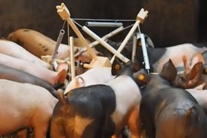 Classical music inspired by animals: 5 imaginative pieces