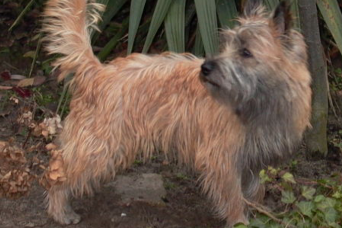 Picture of Cairn Terrier