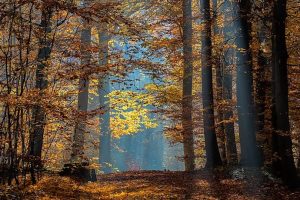 Picture of Bruderwald in Bamberg in autumn with visible sun rays