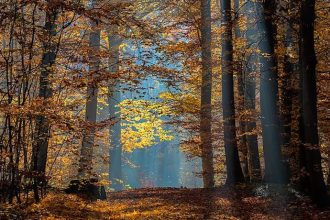 Picture of Bruderwald in Bamberg in autumn with visible sun rays