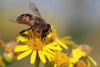 Picture of a yellow flower and bee